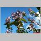 paulownia-1  17.5.01.jpg